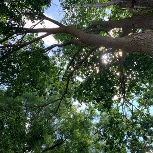 Meet your Posher, Alice